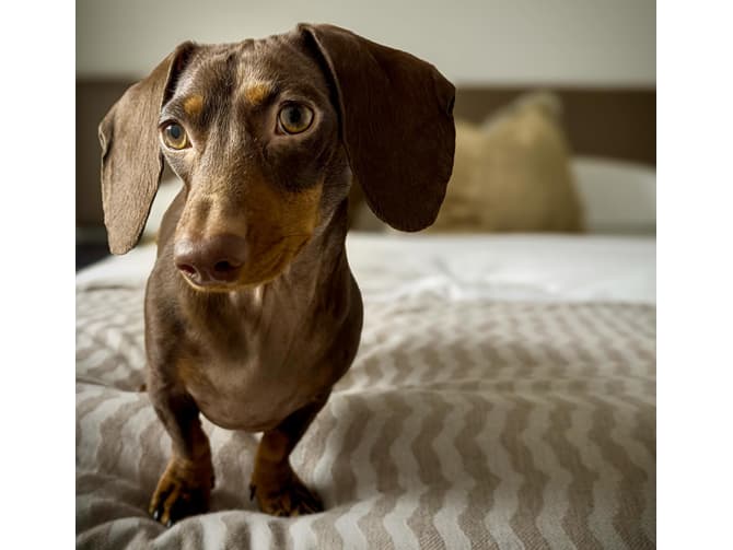 Andrew Martin Merino Wool Throw In Latte