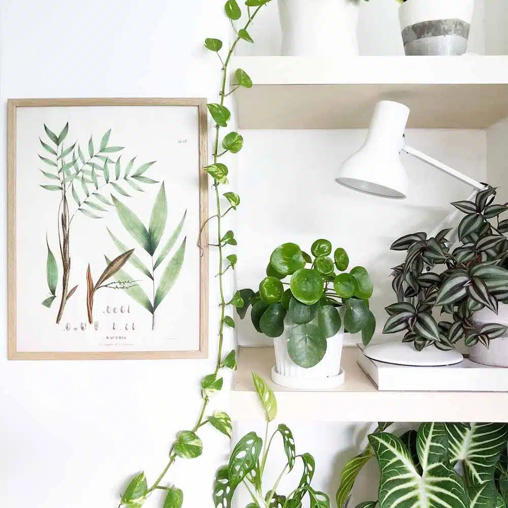 Anglepoise Type 75 Mini Desk Lamp Alpine White