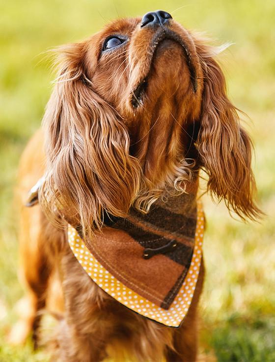 Aran Cashmere Irish Heritage Tartan Doggy Bandana - Amber Check