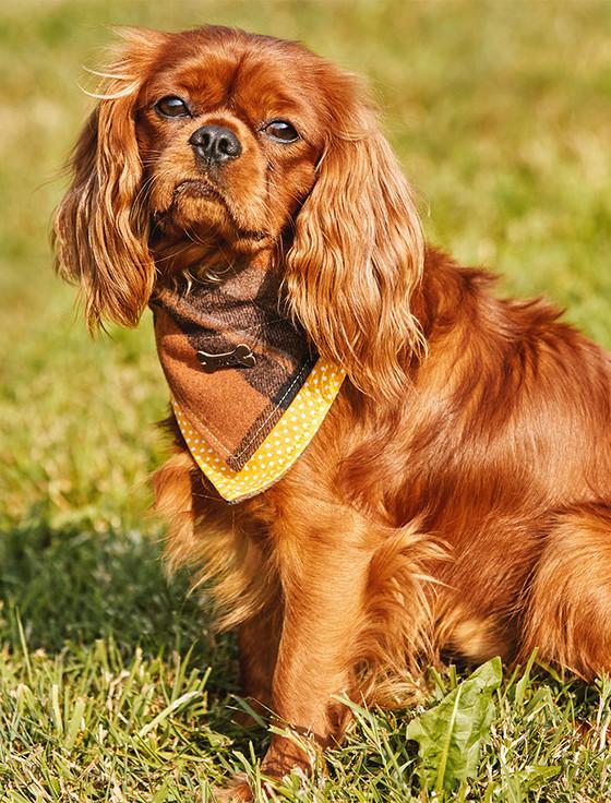 aran cashmere Irish Heritage Tartan Doggy Bandana - Amber Check