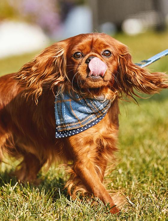 Aran Cashmere Irish Heritage Tartan Doggy Bandana - Blue