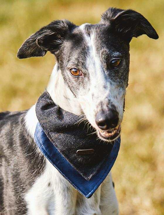 Aran Cashmere Irish Heritage Tartan Doggy Bandana - Blue Box Check
