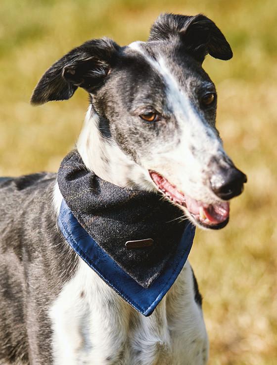 Aran Cashmere Irish Heritage Tartan Doggy Bandana - Blue Box Check