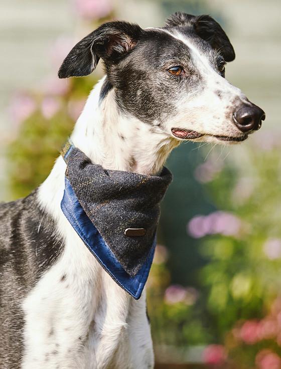 aran cashmere Irish Heritage Tartan Doggy Bandana - Blue Box Check