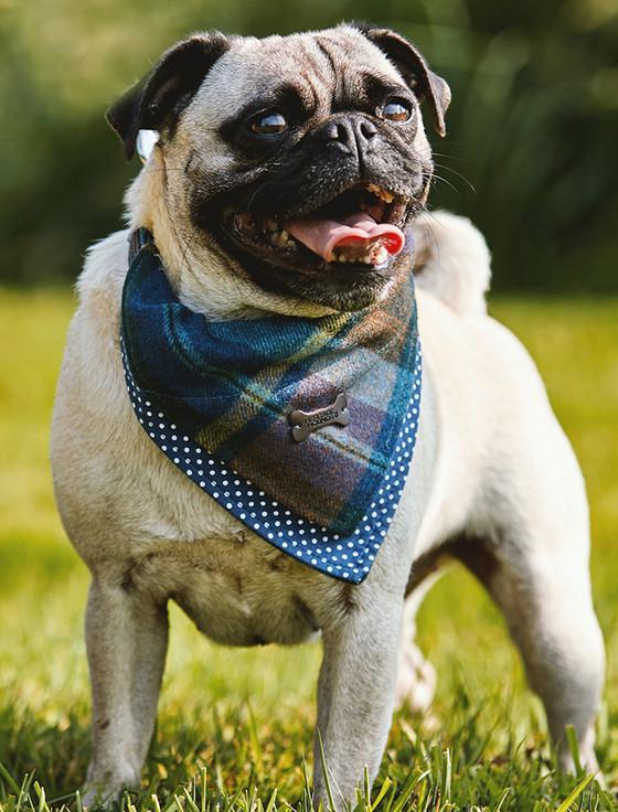 Aran Cashmere Irish Heritage Tartan Doggy Bandana - Blue Checked