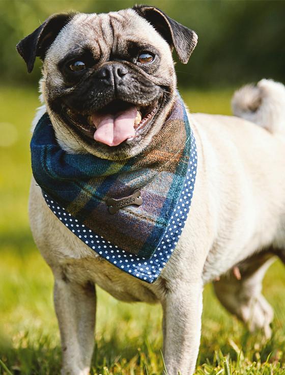 aran cashmere Irish Heritage Tartan Doggy Bandana - Blue Checked