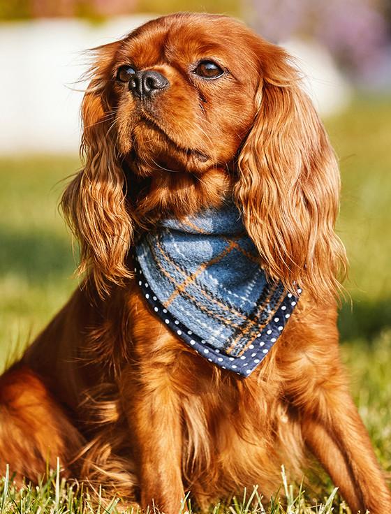 aran cashmere Irish Heritage Tartan Doggy Bandana - Blue