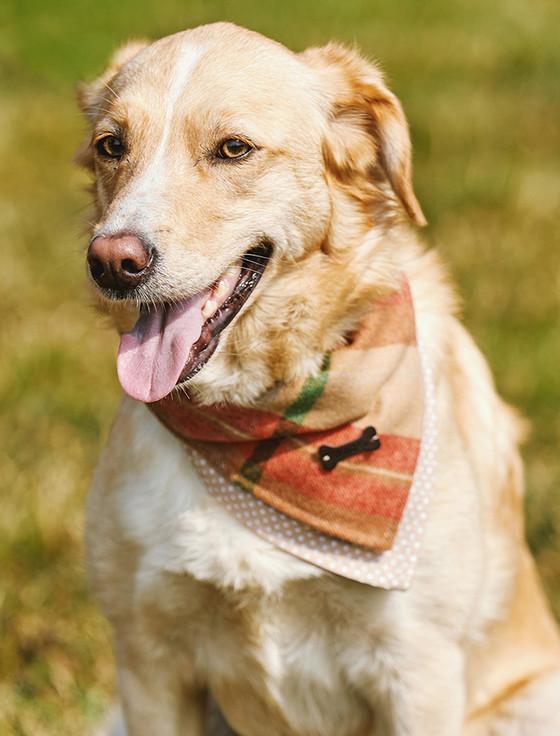 aran cashmere Irish Heritage Tartan Doggy Bandana - Camel Check