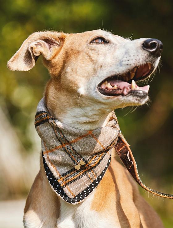 aran cashmere Irish Heritage Tartan Doggy Bandana - Camel