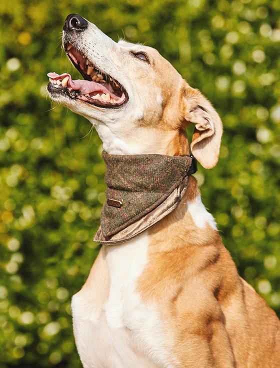 aran cashmere Irish Heritage Tartan Doggy Bandana - Green Box Check