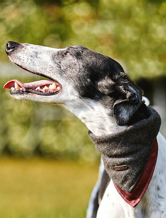 Aran Cashmere Irish Heritage Tartan Doggy Bandana - Grey Herringbone