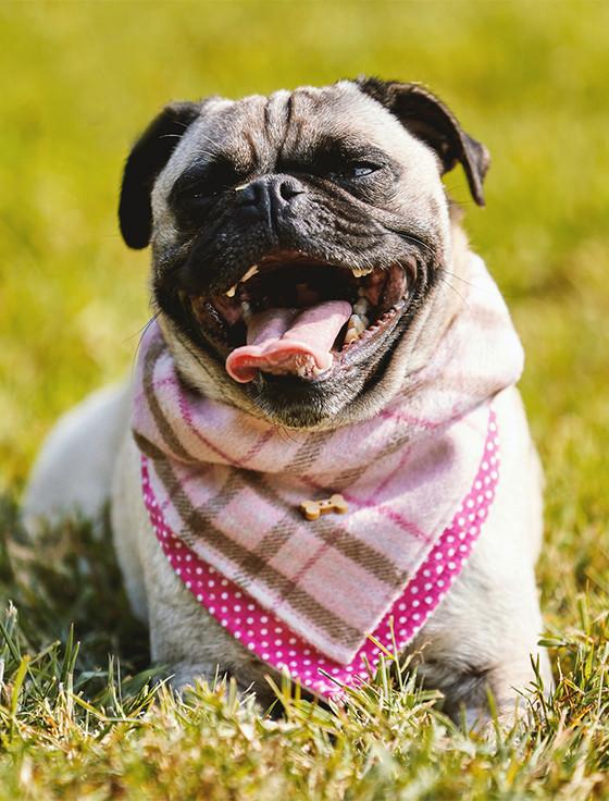 Aran Cashmere Irish Heritage Tartan Doggy Bandana - Pink Check