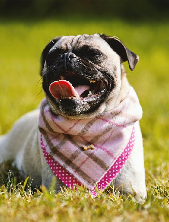 Aran Cashmere Irish Heritage Tartan Doggy Bandana - Pink Check