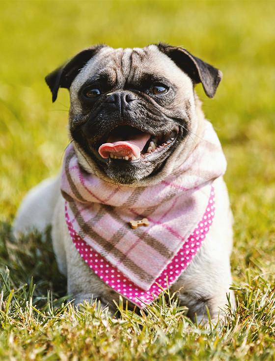aran cashmere Irish Heritage Tartan Doggy Bandana - Pink Check