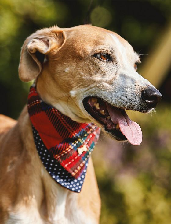 Aran Cashmere Irish Heritage Tartan Doggy Bandana - Red