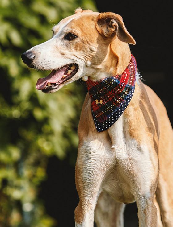 Aran Cashmere Irish Heritage Tartan Doggy Bandana - Red