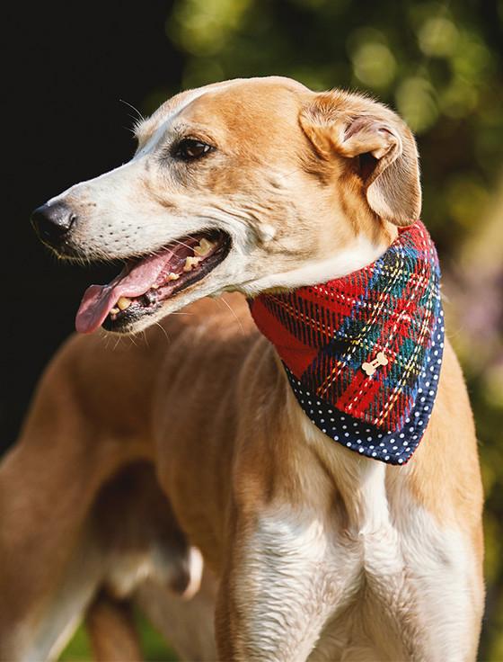 aran cashmere Irish Heritage Tartan Doggy Bandana - Red