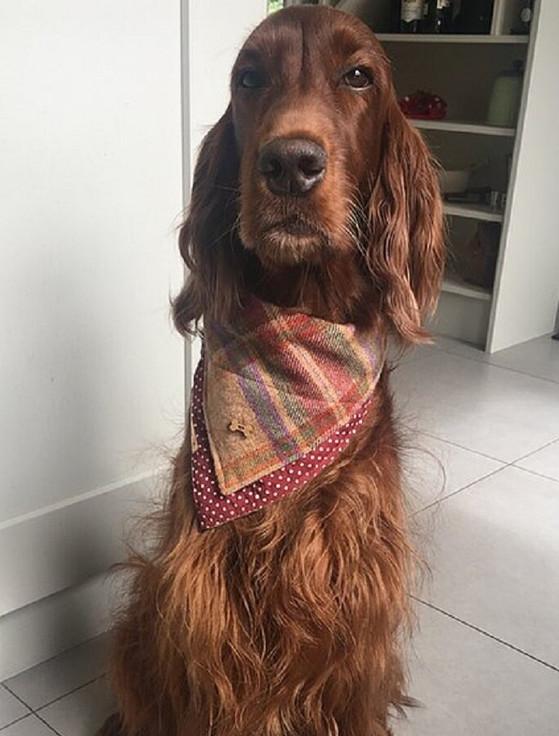 Aran Cashmere Tweed Doggy Neckerchief Bandana - Burgundy Plaid