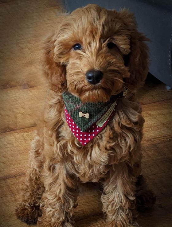 aran cashmere Tweed Doggy Neckerchief Bandana - Green Windowpane