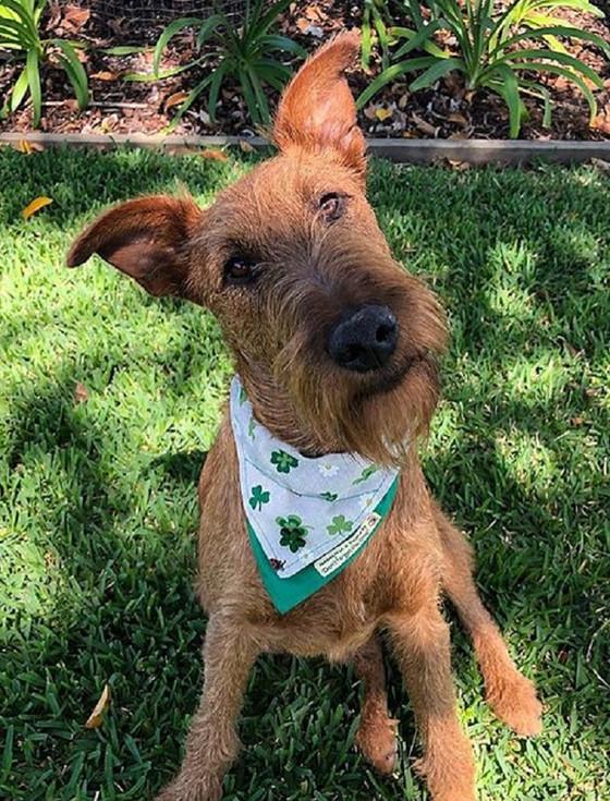Aran Cashmere Tweed Doggy Neckerchief Bandana - Shamrock