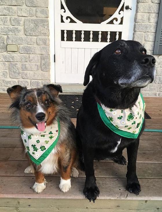 aran cashmere Tweed Doggy Neckerchief Bandana - Shamrock