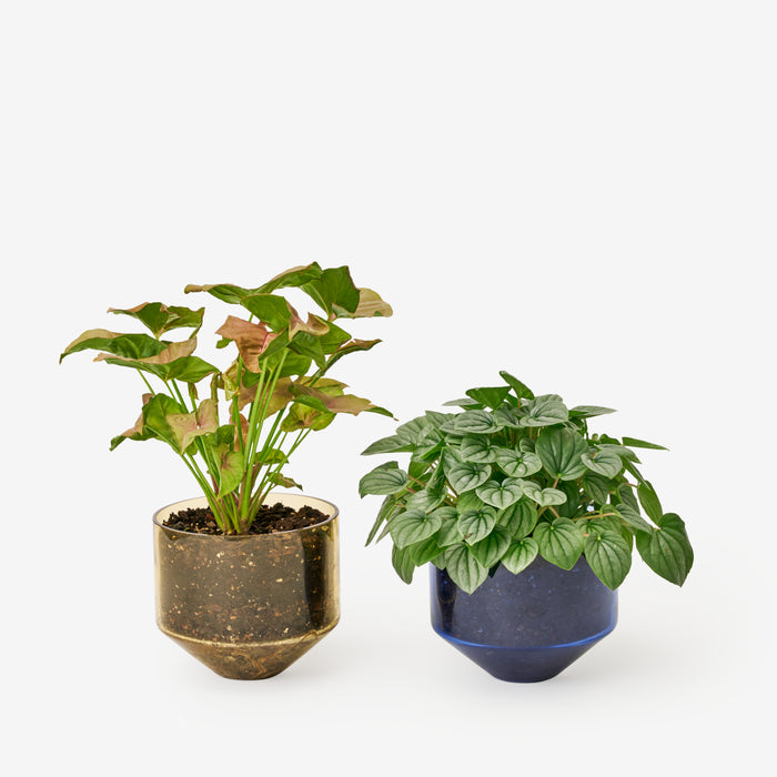 Areaware Sam Bigio Model Three Planter