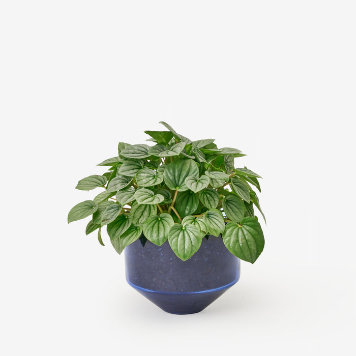 Areaware Sam Bigio Model Three Planter