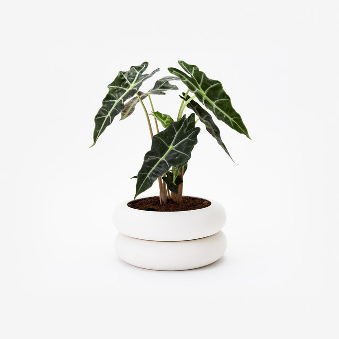 areaware Chen Chen and Kai Williams Stacking Planter - Short