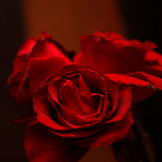 Arquiste Parfumeur FLEUR DE LOUIS Eau De Parfum