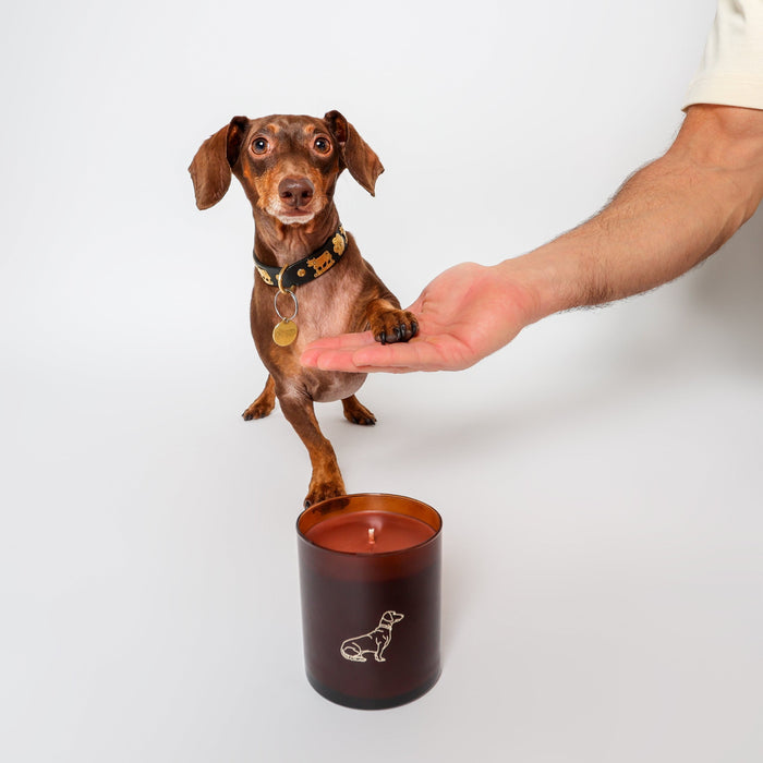 Arquiste Parfumeur LITTLE PAWS Scented Candle