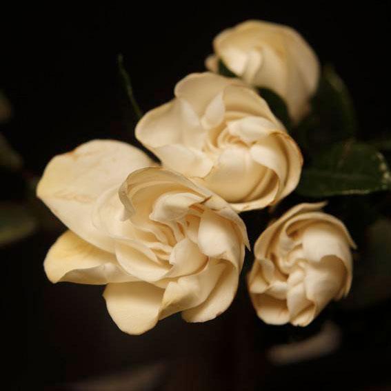 Arquiste Parfumeur BOUTONNIÈRE NO. 7 Eau De Parfum 100ml / 3.4 Fl Oz