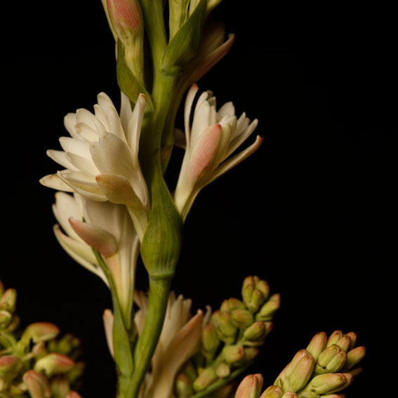 Arquiste Parfumeur FLOR Y CANTO Eau De Parfum 50ml / 1.7 Fl Oz