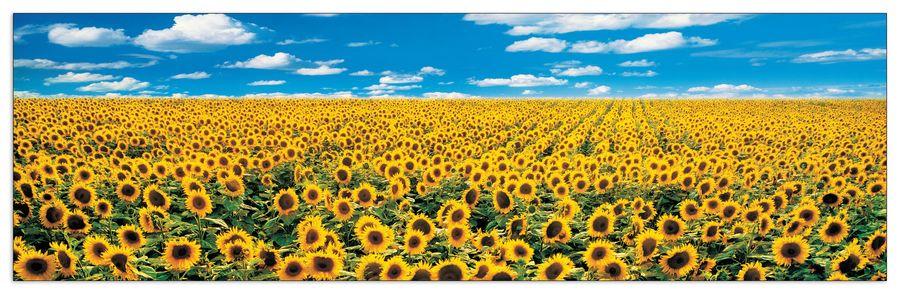 artopweb Anthea Images - A Sunflower Field in Provence Decorative MDF Panel (100x29cm)