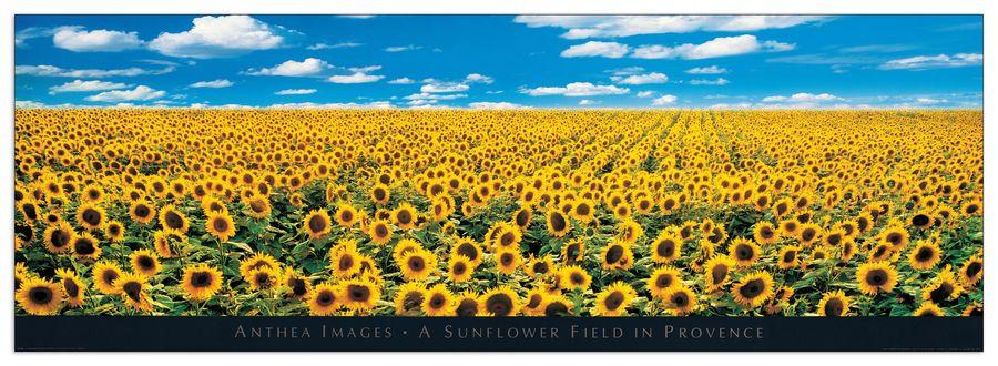 artopweb Anthea Images - A Sunflower Field in Provence Decorative MDF Panel (138x43cm)