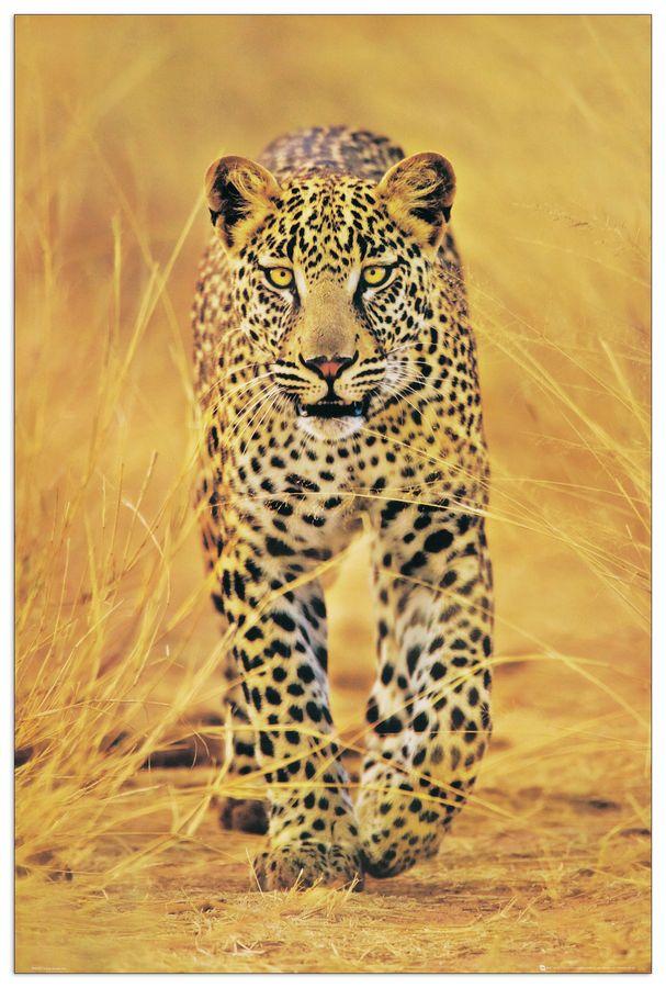 artopweb Cheetah the big cat Decorative MDF Panel (60x90cm)
