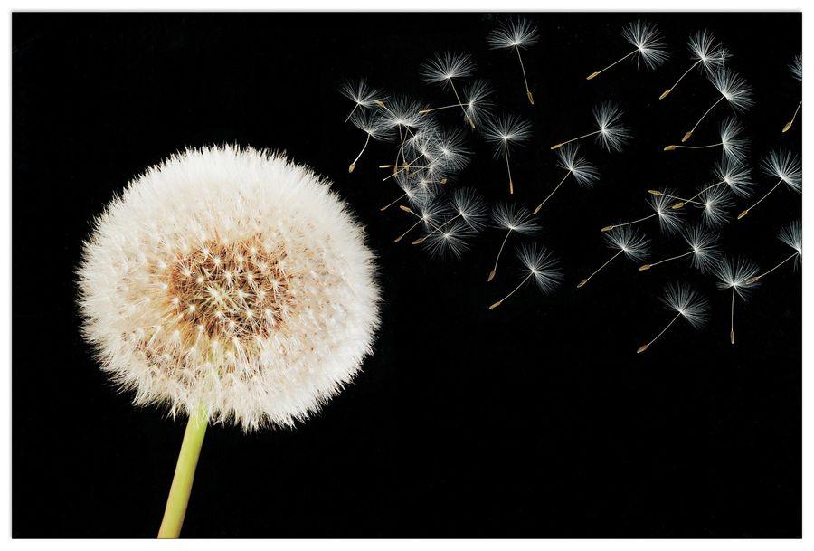 artopweb Dandelion - Dream Decorative MDF Panel (90x60cm)