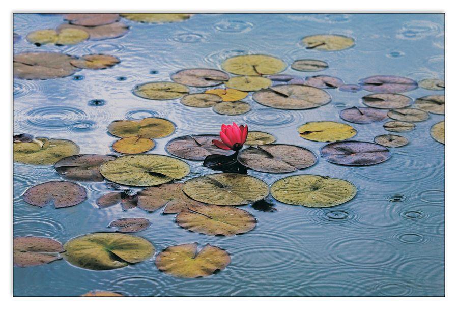 artopweb Gans - Waterlilies Decorative MDF Panel (175x115cm)