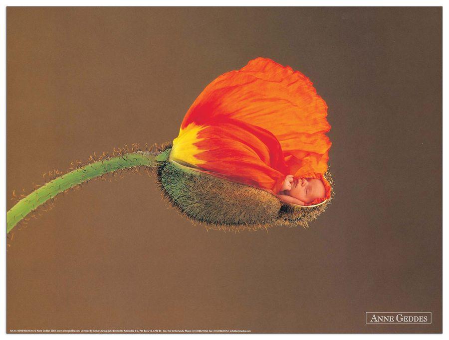 artopweb Geddes - Untitled Decorative MDF Panel (40x30cm)