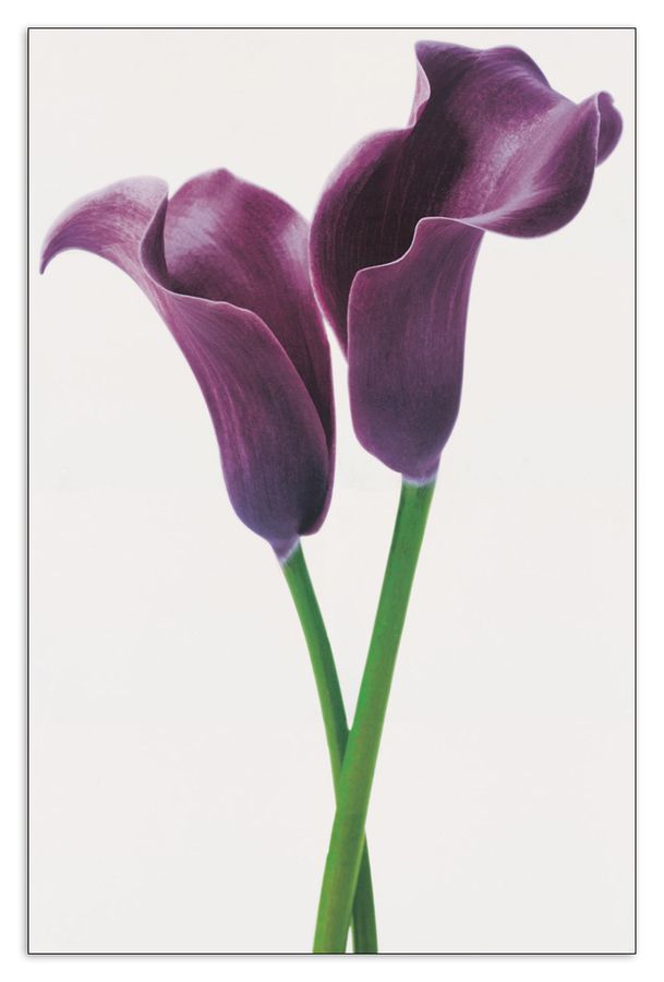 artopweb Innes - Pueple Calla Lilies Decorative MDF Panel (115x175cm)