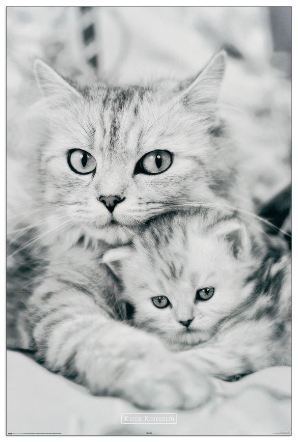 artopweb Kimberlin - Cat and kitten Decorative MDF Panel (60x90cm)