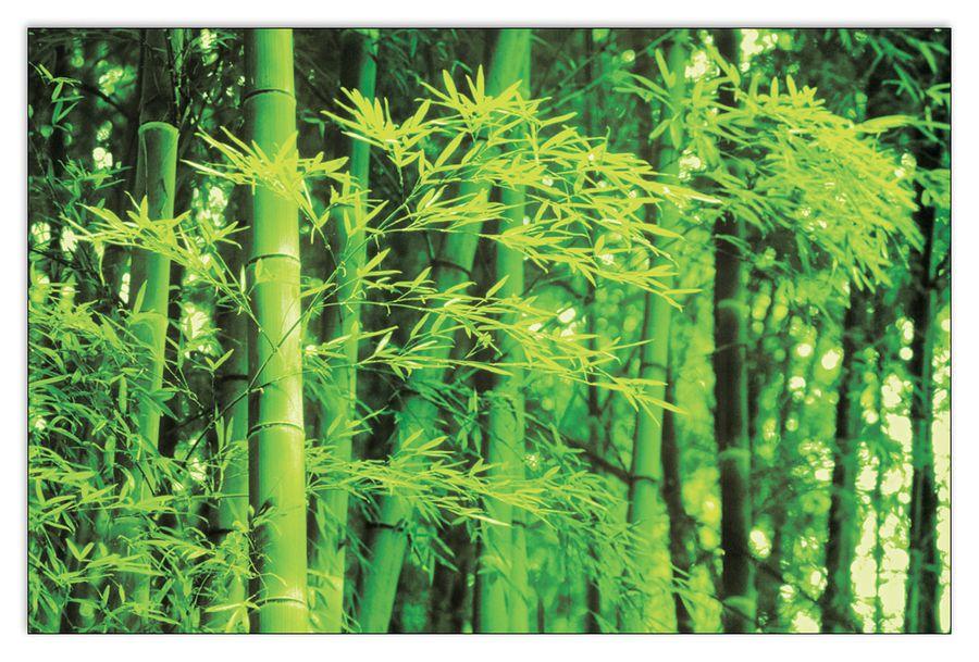 artopweb Photography Collection - Bamboo In Spring Decorative MDF Panel (175x115cm)