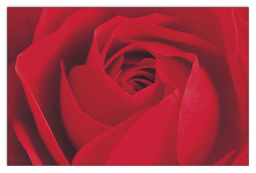 artopweb Photography Collection - L Important c'Est La Rose Decorative MDF Panel (175x115cm)