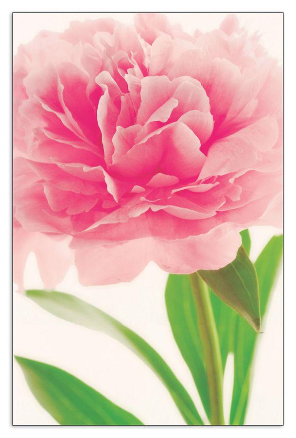 artopweb Plina Plotnikova - Pink Peony Decorative MDF Panel (115x175cm)