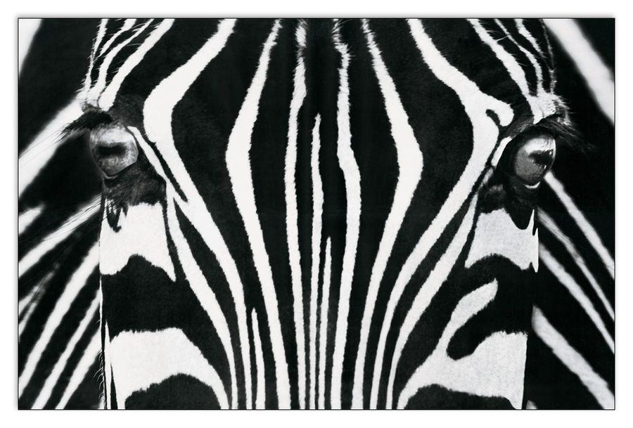 artopweb Rocco Sette - Black And White I Decorative MDF Panel (175x115cm)