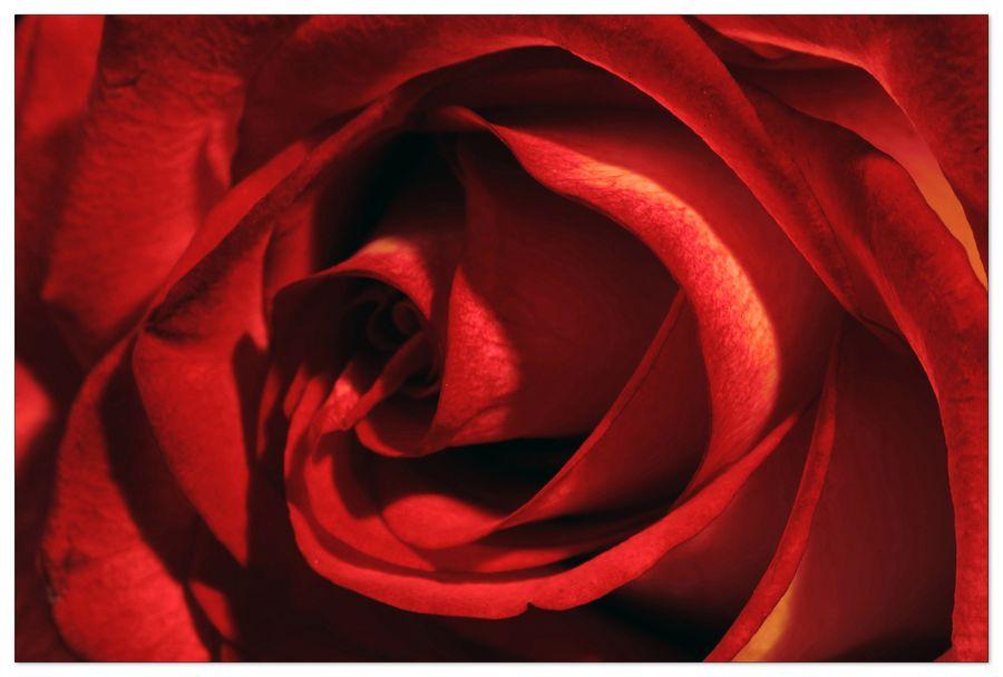 artopweb Studio - Rosa Rossa Decorative MDF Panel (90x60cm)