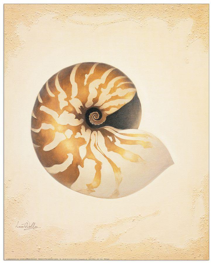 artopweb Welles - Nautilus Decorative MDF Panel (40x50cm)