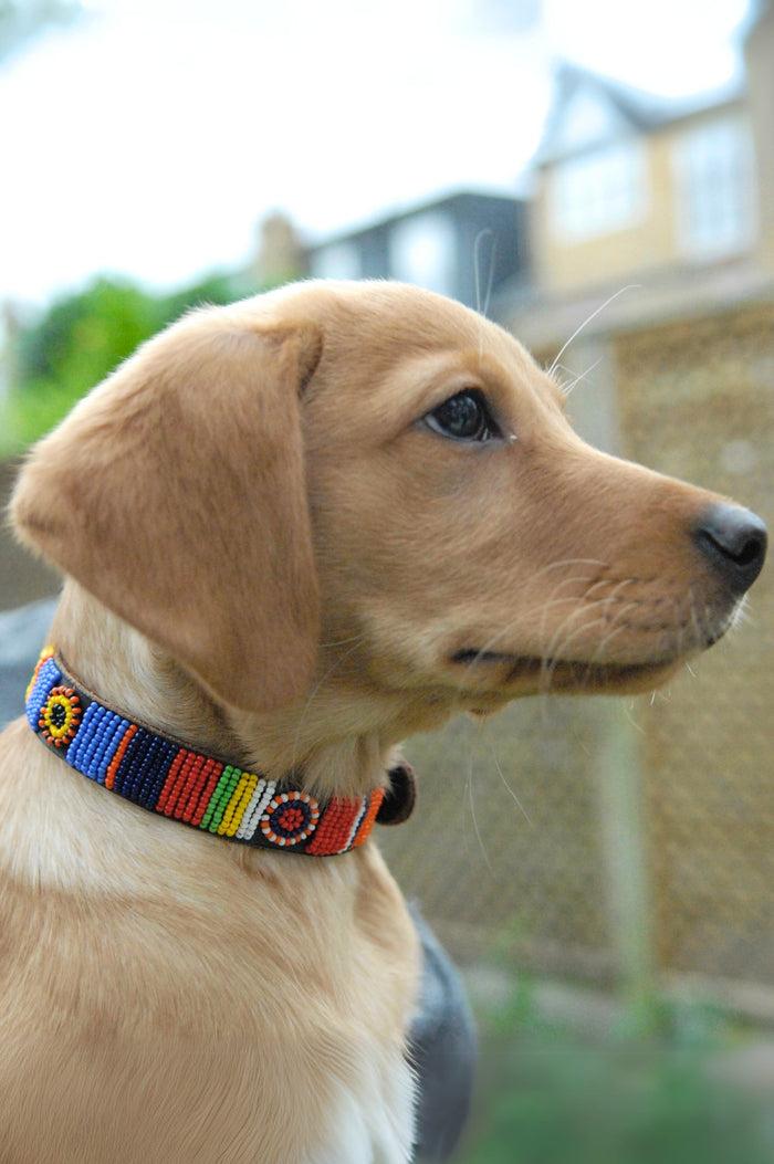 Aspiga Dog Collar