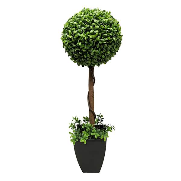 at home Boxwood Plant with Square Black Planter 28"