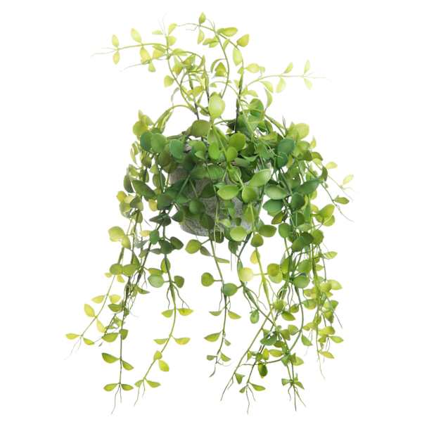 at home Button Leaf Plant with White Planter 9"