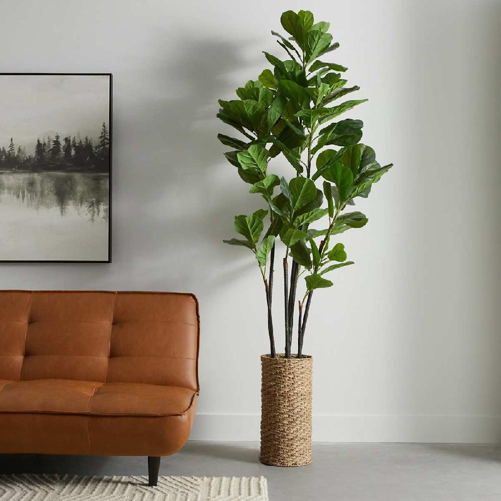 At Home Deluxe Fig Tree In Woven Basket 7'